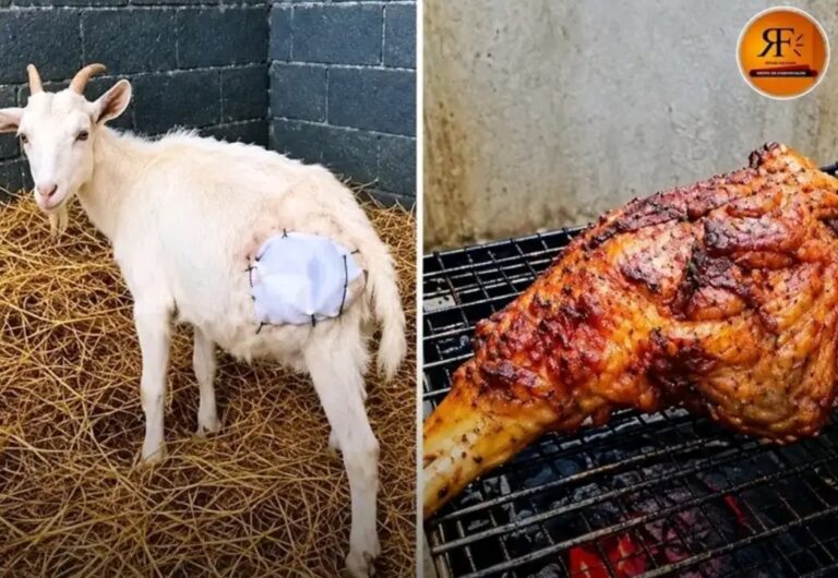 Comeu o animal vivo? A declaração chocante que está a deixar os internautas sem palavras!